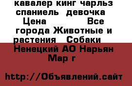  кавалер кинг чарльз спаниель -девочка › Цена ­ 45 000 - Все города Животные и растения » Собаки   . Ненецкий АО,Нарьян-Мар г.